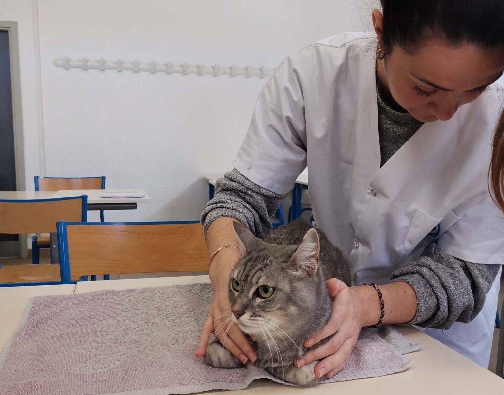 ostéopathie animale sur chat